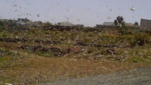 انتشار الجراد على مناطق واسعه من السعودية الجراد في السعودية والمناطق الجنوبية