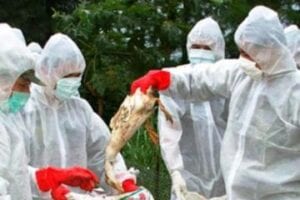 الصحة: وفاة 6 حالات وإصابة 4 آخرين بإنفلونزا الطيور 1 الصحة: وفاة 6 حالات وإصابة 4آخرين بإنفلونزا الطيور