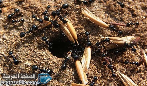 تحريم قتل حشرة النمل حشرات النمل