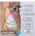 عملية تجميل الأنف افضل طريقة وصفه علاج Rhinoplasty عملية تجميل الأنف افضل طريقة وصفه علاج Rhinoplasty