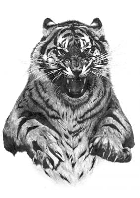 صور نمور 2022 مفترسة Tiger Pictures 6 سوداء