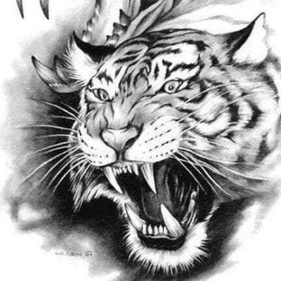 صور نمور 2022 مفترسة Tiger Pictures 7 نمور سوداء