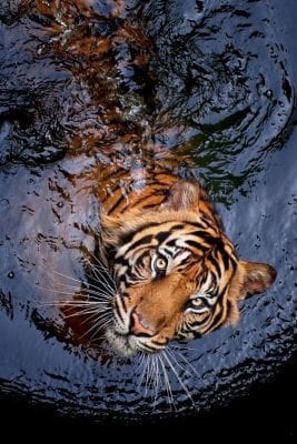 صور نمور 2022 مفترسة Tiger Pictures 1 صور نمور 2019 مفترسة Tiger Pictures
