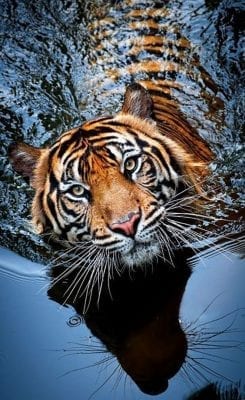 صور نمور 2022 مفترسة Tiger Pictures 2 صور نمور 2019 مفترسة Tiger Pictures