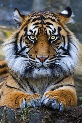 صور نمور 2022 مفترسة Tiger Pictures 3 صور نمور 2019 مفترسة Tiger Pictures
