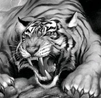 صور نمور 2022 مفترسة Tiger Pictures 8 نمور سوداء