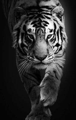 صور نمور 2022 مفترسة Tiger Pictures 9 اسود خلفيات