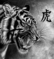 صور نمور 2022 مفترسة Tiger Pictures 10 سوداء