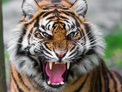 صور نمور 2022 مفترسة Tiger Pictures 5 صور نمور 2019 مفترسة Tiger Pictures