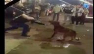 يوتيوب وفيديو قتل وتعذيب كلب شارع الهرم في مصر صور