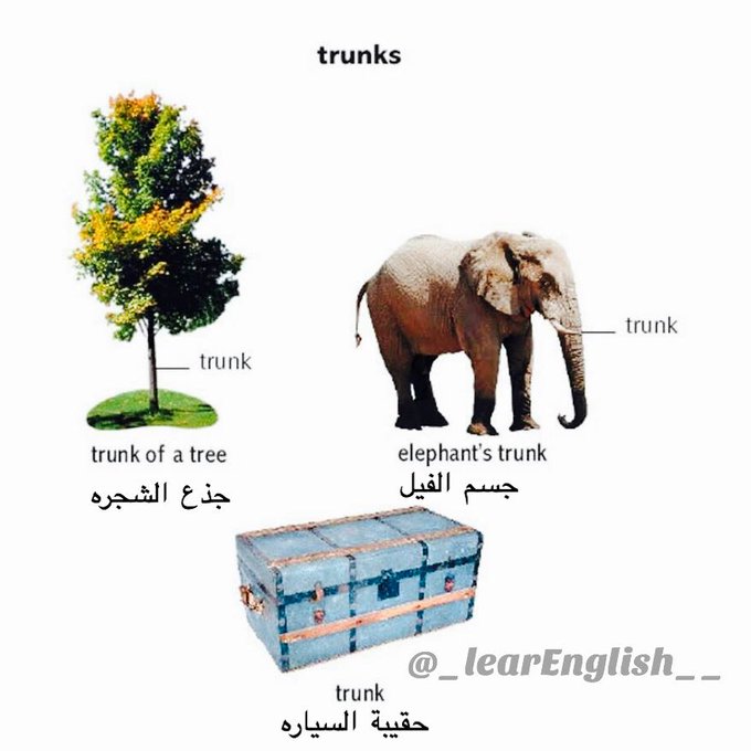 معنى trunk باللغة العربية والإنجليزية
