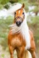 صور خيول 2023 غاية في الجمال