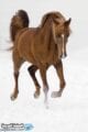 صور خيول 2018 من الخيل العربي الأصيل صور خيول 2018