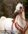 صور خيول 2018 من الخيل العربي الأصيل صور خيول 2018 من الخيل العربي الأصيل