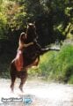 صور خلفيات بنات راكبات الخيل 2021 4 صور بنات راكبة الخيل