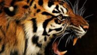 صور نمور 2022 مفترسة Tiger Pictures