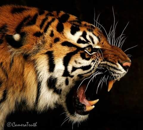 صور نمور 2024 مفترسة Tiger Pictures