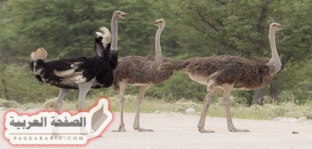 10 فوائد وفيتامينات يكتسبها الجسم عند تناول لحم النعام الصفحة العربية