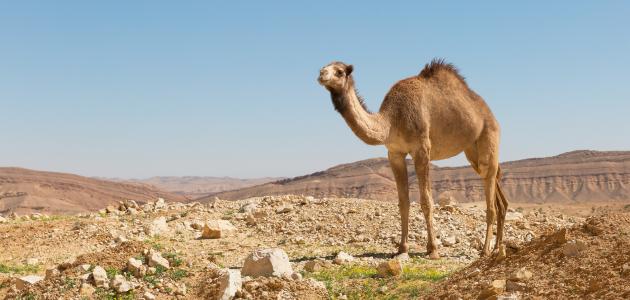 تفسير رؤية الجمل فى المنام 1 تفسير رؤية الجمل فى المنام