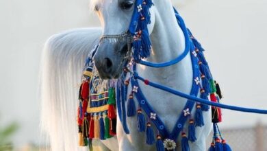 خلفيات صور خيول ٢٠٢٤ عربية حصان 2024 عربية اصيلة 2