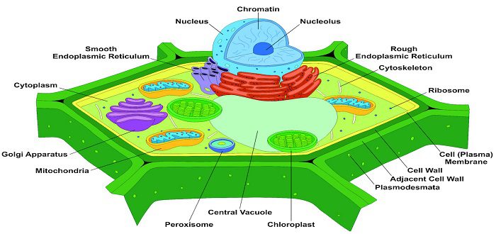 مالعضيات التي توجد في الخلايا النباتية ولاتوجد في الخلايا الحيوانية؟