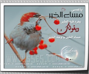 برودكاست مساء برودكاست مسائية