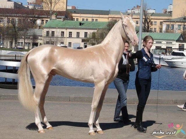 صورة الحصان الخيل التركي حصان ذهبي